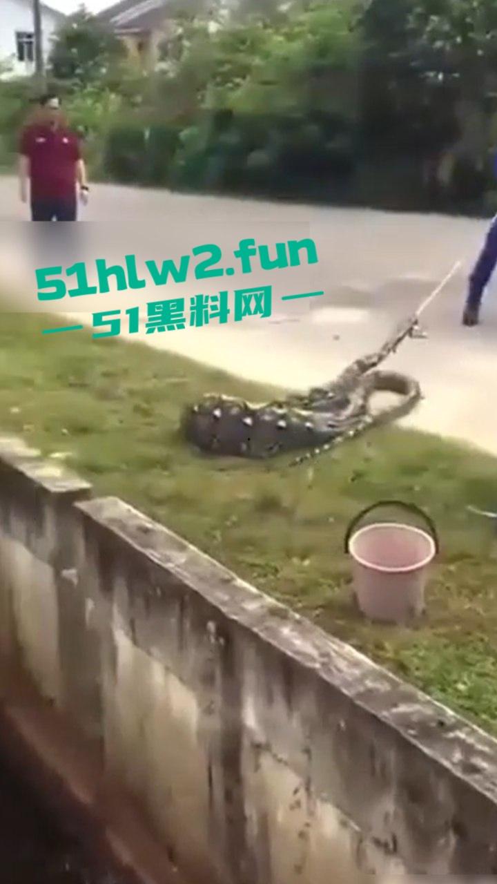 印尼猎奇事件,一妇女在回家途中遭蟒蛇袭击,将其缠绕致死后将妇女吞入腹中被村民发现将蟒蛇打死。-3