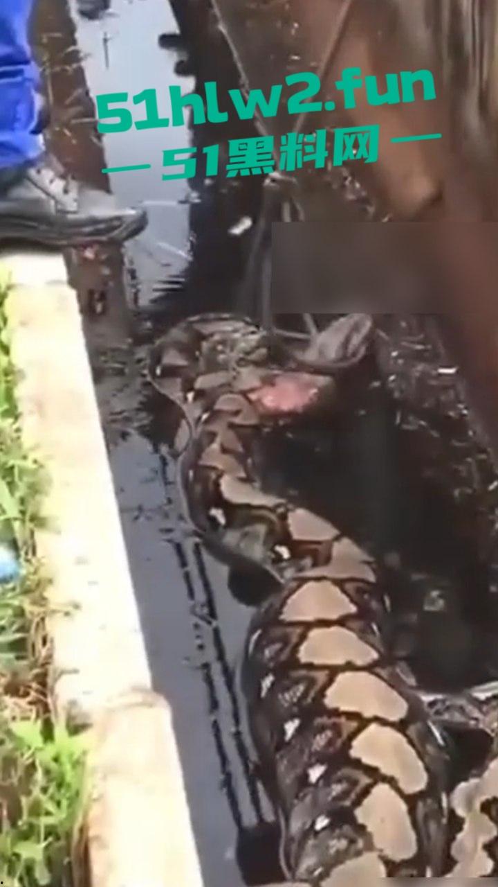 印尼猎奇事件,一妇女在回家途中遭蟒蛇袭击,将其缠绕致死后将妇女吞入腹中被村民发现将蟒蛇打死。-6