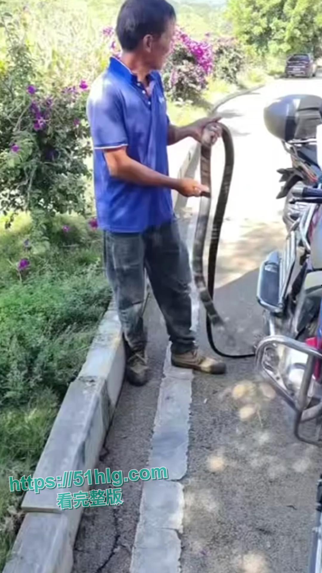 震惊!【贵州】男子惨遭眼镜王蛇夺命, 错把眼镜王蛇当乌梢蛇肆意玩耍,荒唐行为令人唏嘘不已-1