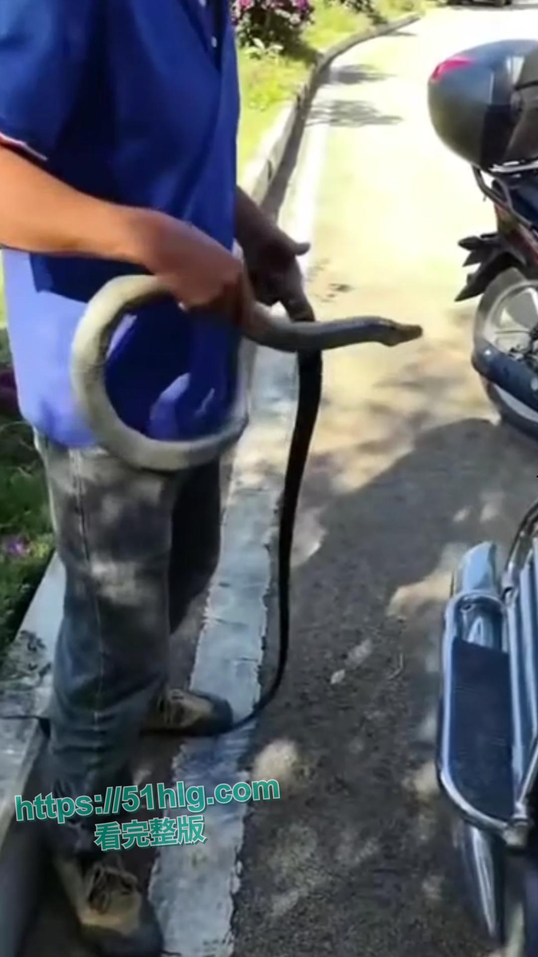 震惊!【贵州】男子惨遭眼镜王蛇夺命, 错把眼镜王蛇当乌梢蛇肆意玩耍,荒唐行为令人唏嘘不已-2