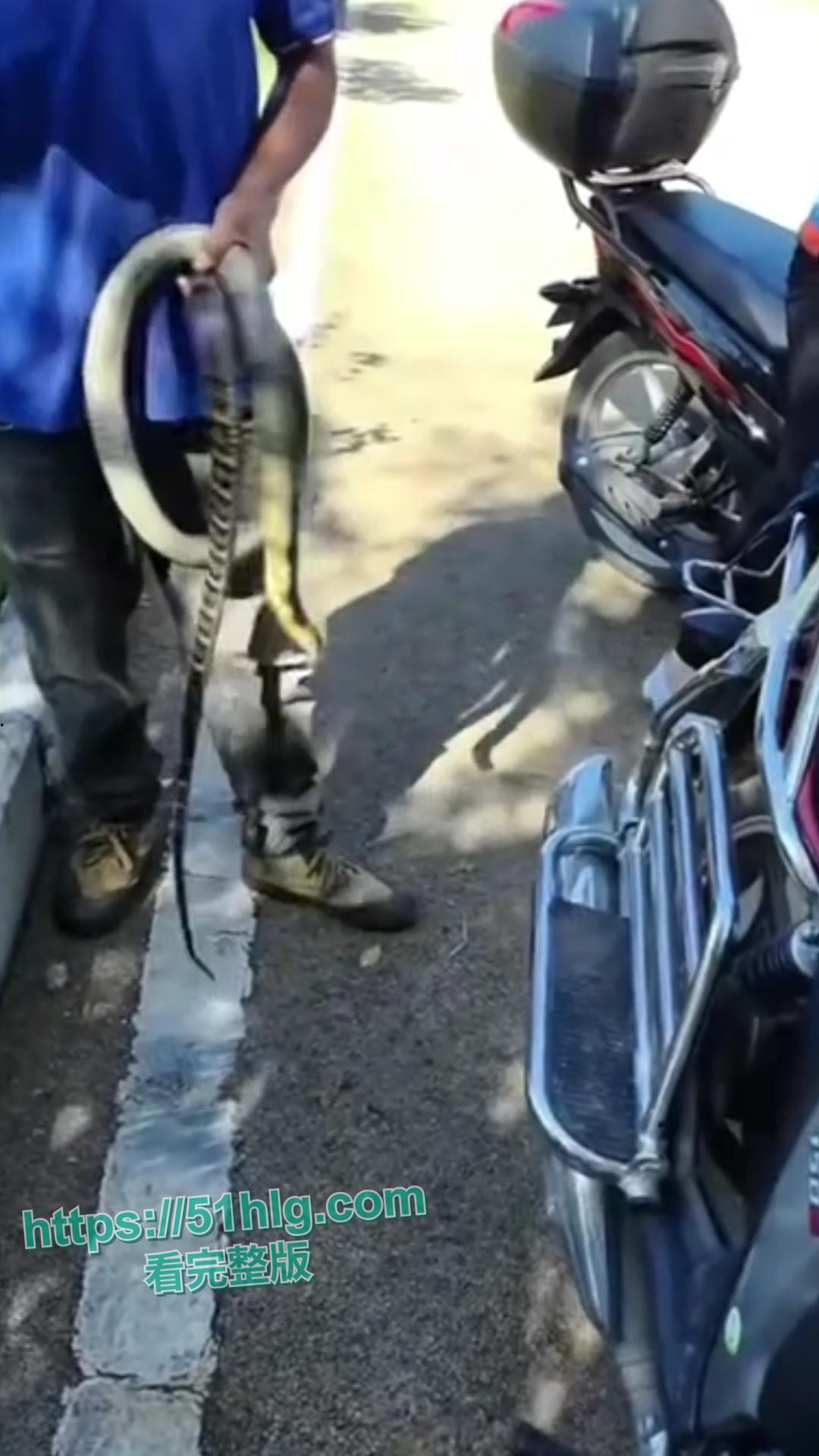 震惊!【贵州】男子惨遭眼镜王蛇夺命, 错把眼镜王蛇当乌梢蛇肆意玩耍,荒唐行为令人唏嘘不已-3