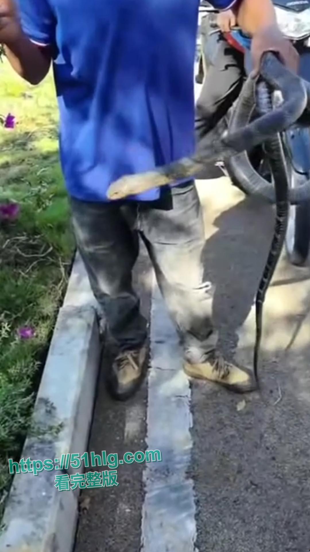 震惊!【贵州】男子惨遭眼镜王蛇夺命, 错把眼镜王蛇当乌梢蛇肆意玩耍,荒唐行为令人唏嘘不已-4