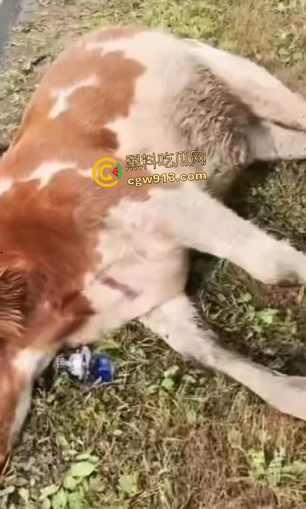 黑龙江货车狂飙撞扁16头活牛,尸体拉长成肉泥,丢草丛无人收,这下司机要赔得血本无归!-6