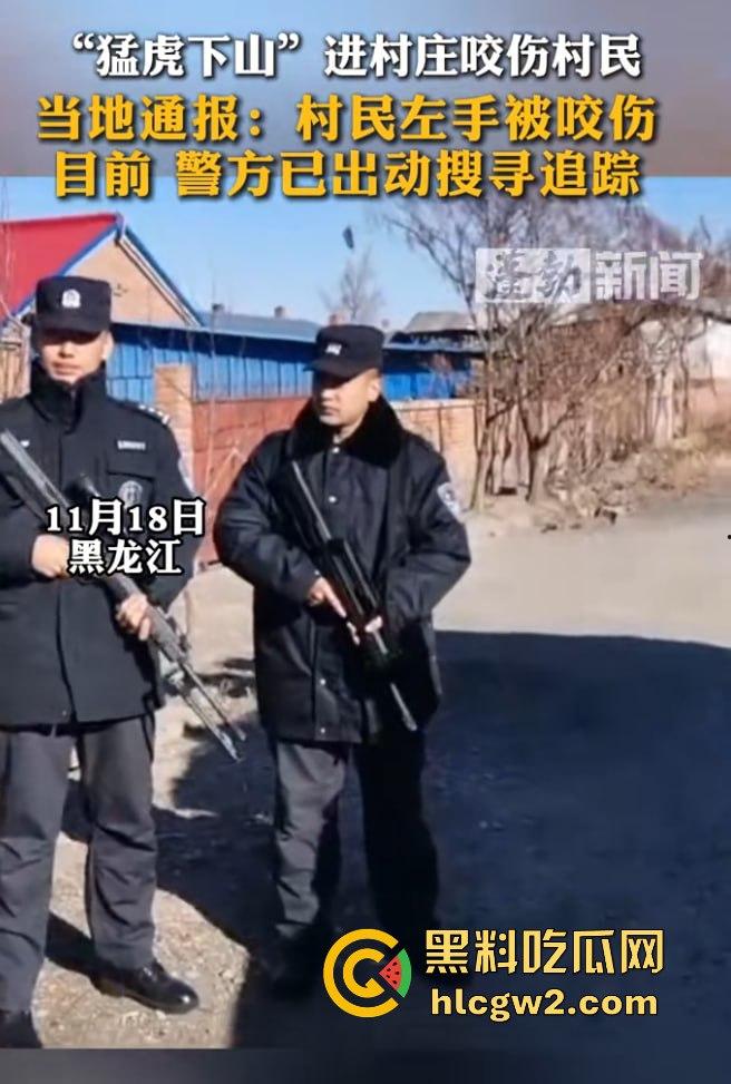 黑龙江勃利县长太村惊现野生东北虎入村 咬伤65岁大爷 大爷吃瓜看虎差点被虎吃 大爷还是大爷！-7