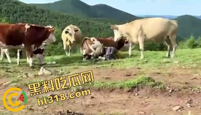 抖音爆笑热瓜，小伙拿登山杖挑牛菊花，没想到反被牛摁地摩擦，这下知道什么叫牛气冲天了吧！-10