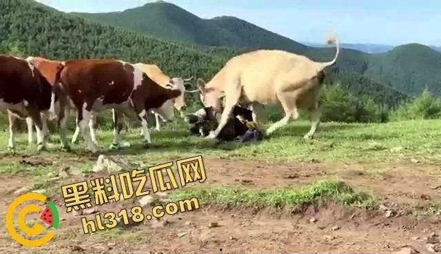 抖音爆笑热瓜，小伙拿登山杖挑牛菊花，没想到反被牛摁地摩擦，这下知道什么叫牛气冲天了吧！-11