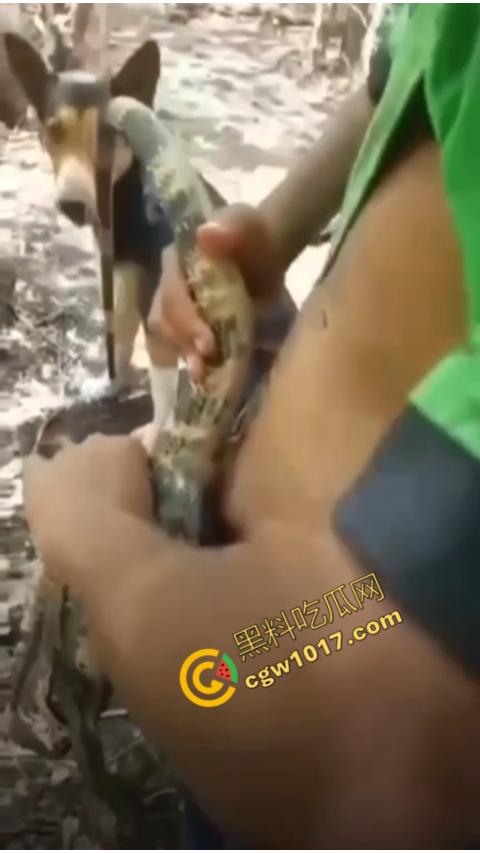 印度阿三享受变态玩乐:鸡巴爆操蜥蜴嫩穴,直到精液喷涌,炫耀异样快感,震撼画面引无数网民围观-1