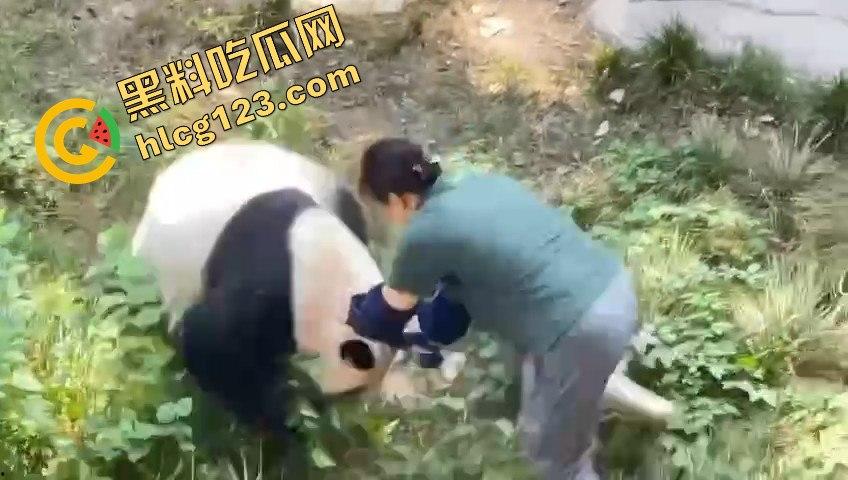 重庆动物园熊猫发狂，饲养员被推倒现场尖叫不断！-1