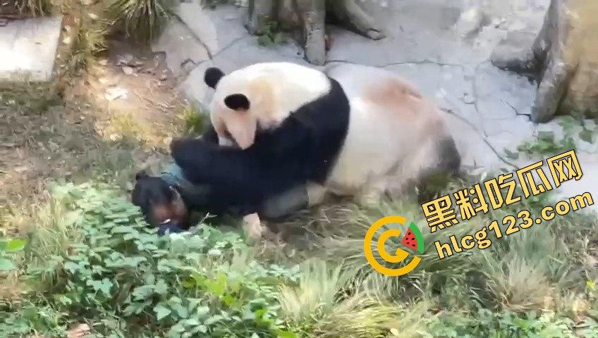 重庆动物园熊猫发狂，饲养员被推倒现场尖叫不断！-4