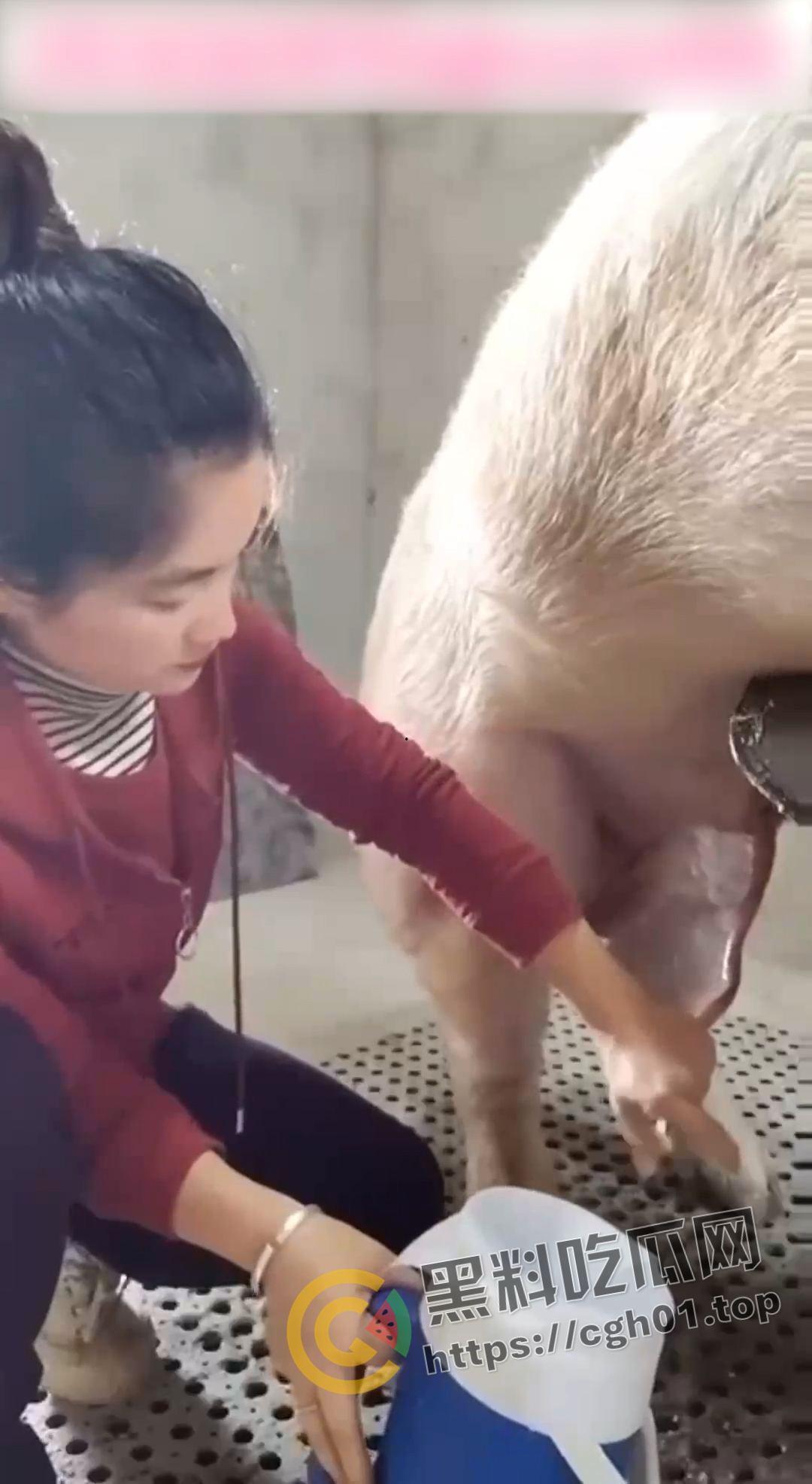 湖北养猪场变态女老板给猪口 手嘴并用被猪射满脸 八戒狂喜-1