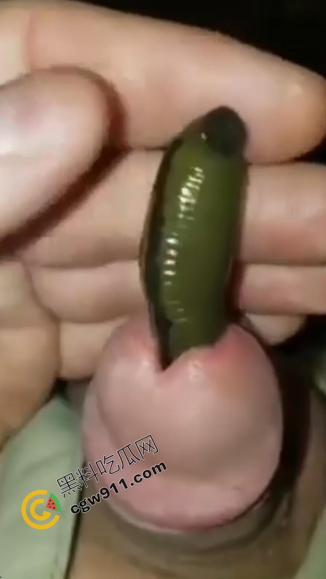 恐怖刺激！活蚂蟥钻入男子大屌的惊悚作死视频，观看者直呼恶心，视觉冲击骇人听闻-2