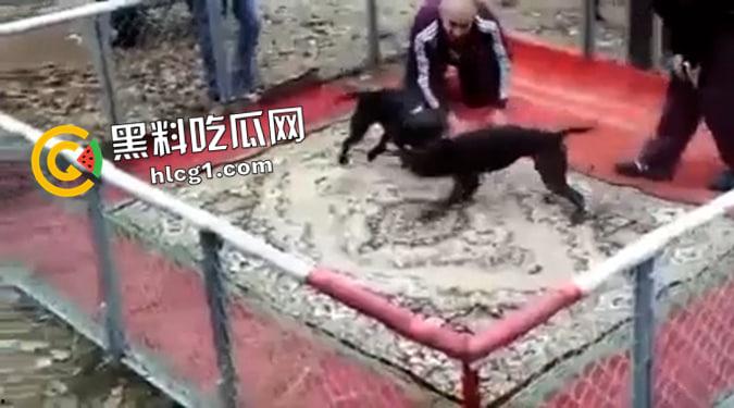 这就是斗狗！凶猛大狗一口见血 人来了都顶不住 这下知道为什么斗狗违法了-1