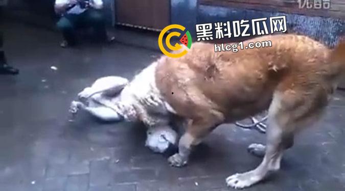 这就是斗狗！凶猛大狗一口见血 人来了都顶不住 这下知道为什么斗狗违法了-4