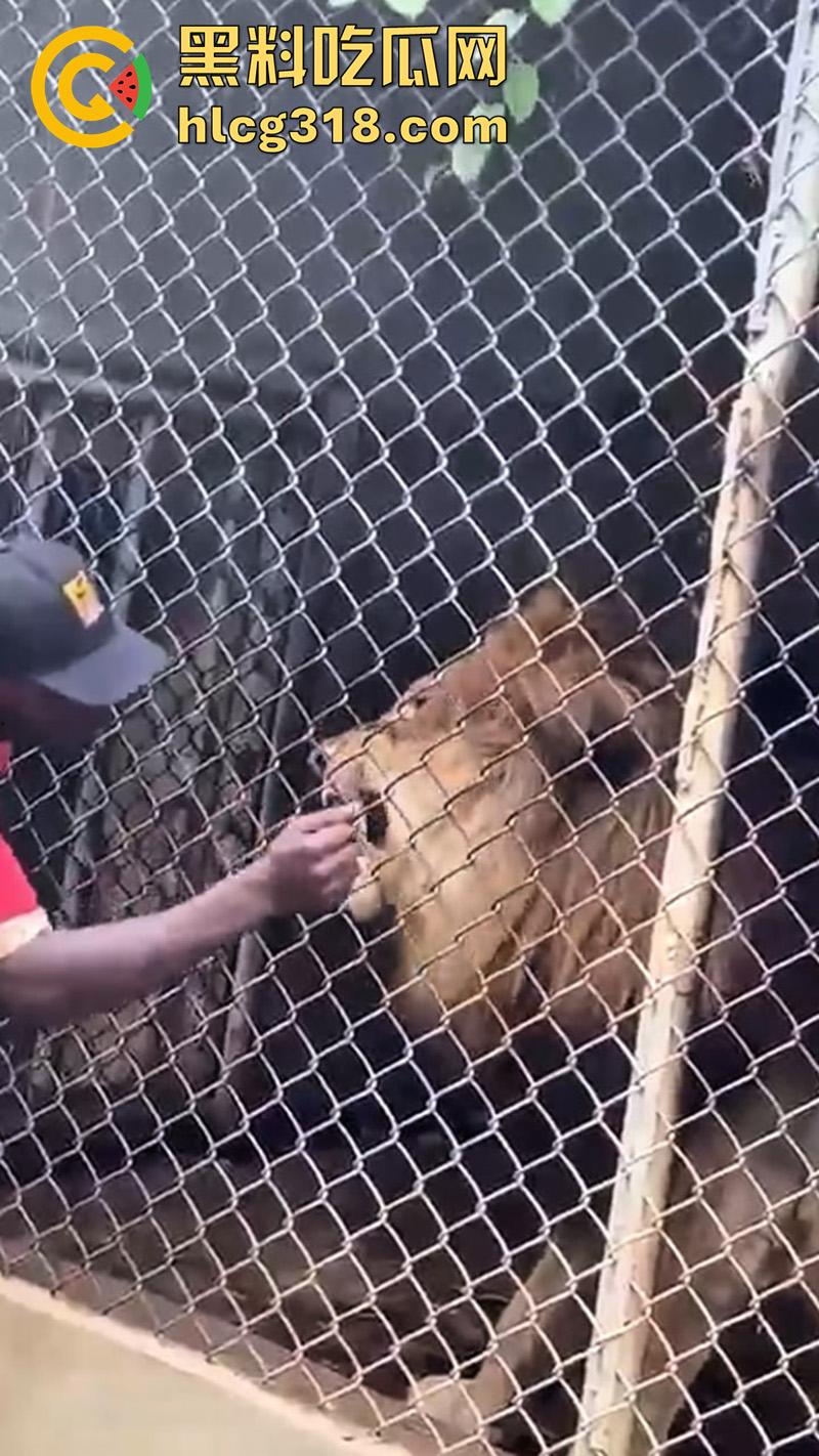 无脑老黑徒手惹怒狮子，以为狮子在笼子里无法伤害自己，结果各种挑衅被咬断手指，真是活该-3
