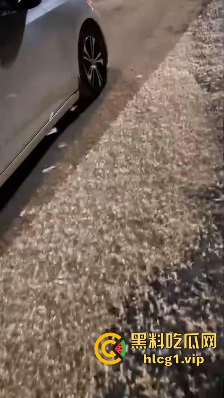 密集恐惧症慎入！湖南常德汉寿沅水大桥 飞虫像下雪一样“至少上10亿只‘’-2