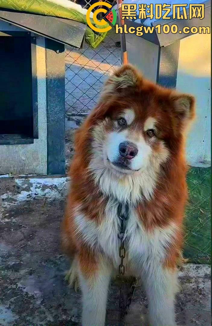 千万粉网红【潘宏爱玩狗】深陷虐狗风波,艾特直播洗澡窒息死亡,【陈乔恩】发声批判-3