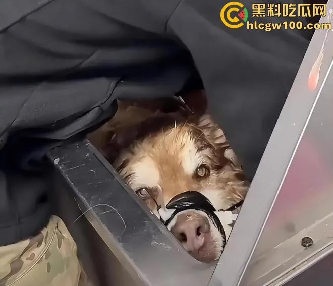 千万粉网红【潘宏爱玩狗】深陷虐狗风波,艾特直播洗澡窒息死亡,【陈乔恩】发声批判-10