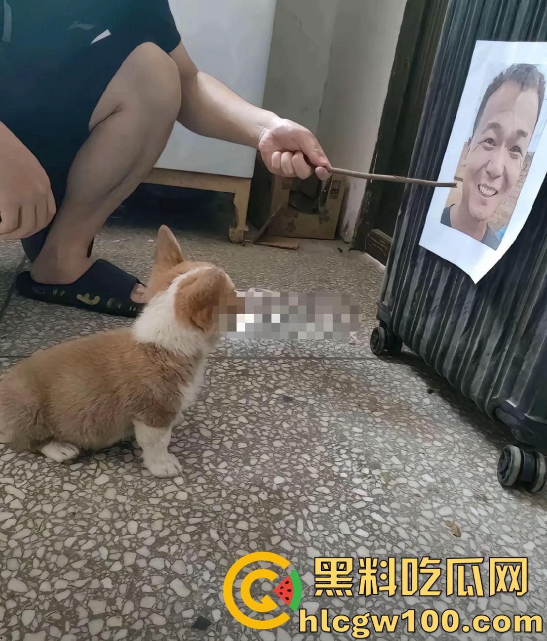 千万粉网红【潘宏爱玩狗】深陷虐狗风波,艾特直播洗澡窒息死亡,【陈乔恩】发声批判-12