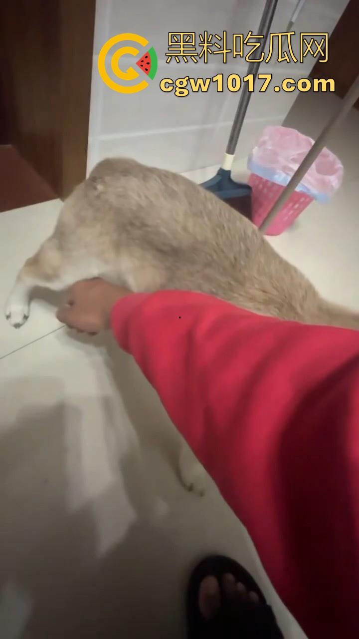 现在的人都这么阴到没边了吗?普通的帮男友打飞机不够刺激,现在流行帮狗打飞机了是吧,每天打几次狗也顶不住!-7