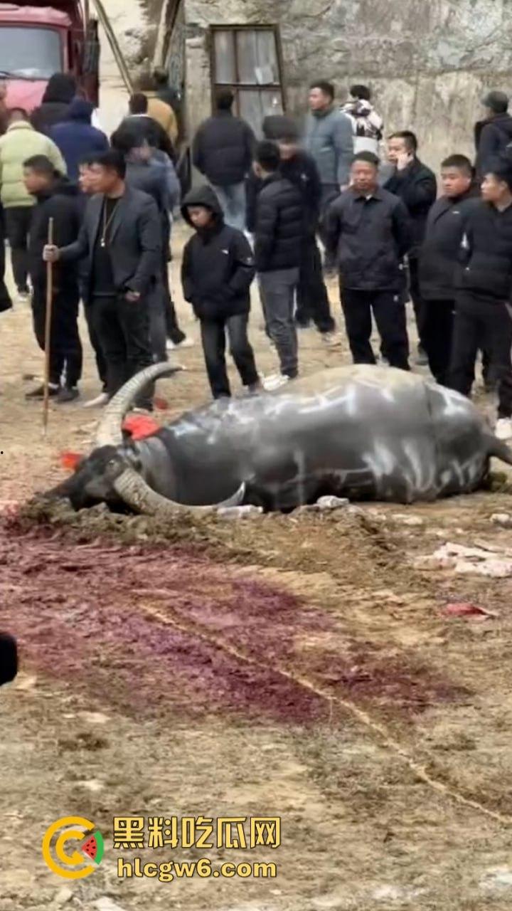 牛王陨落！贵州七十二寨斗牛王小山虎与神威大将军相撞同亡 残忍现场视频流出-4