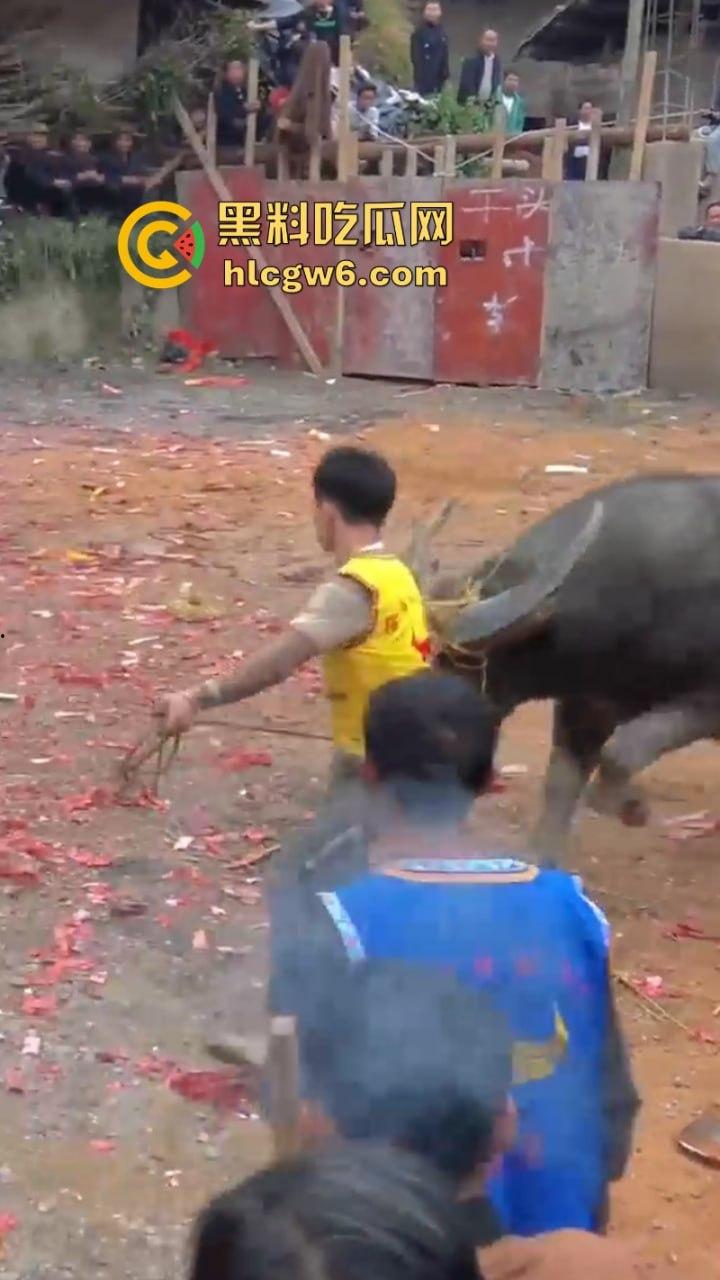 牛王陨落！贵州七十二寨斗牛王小山虎与神威大将军相撞同亡 残忍现场视频流出-6