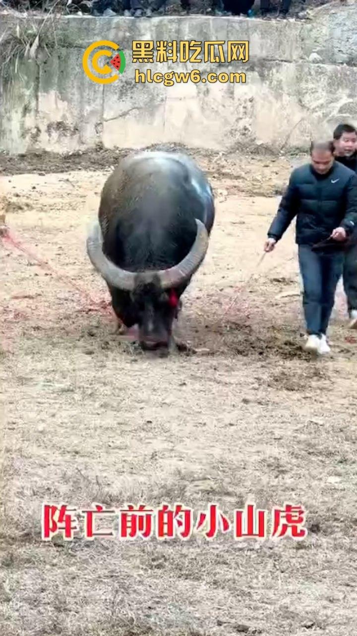 牛王陨落！贵州七十二寨斗牛王小山虎与神威大将军相撞同亡 残忍现场视频流出-7
