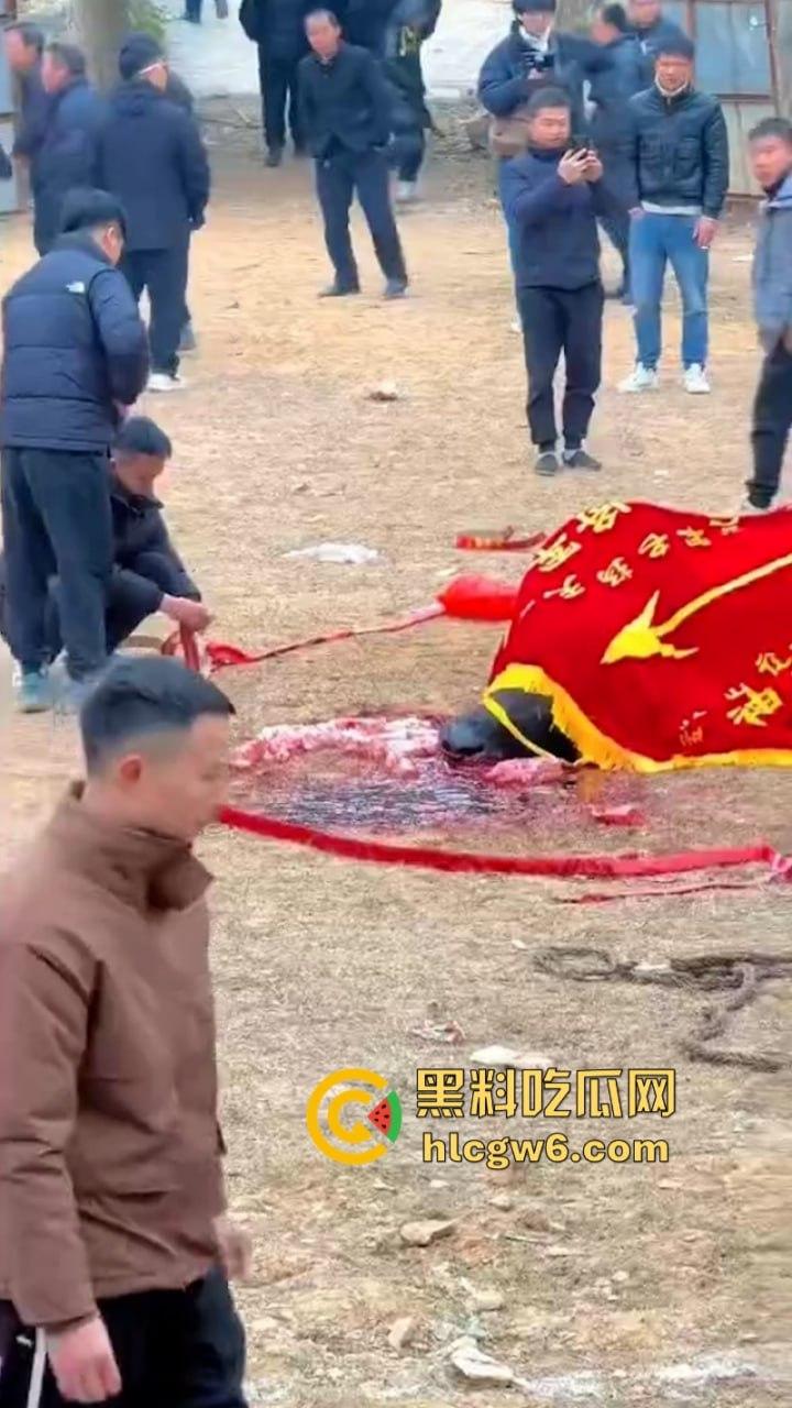 牛王陨落！贵州七十二寨斗牛王小山虎与神威大将军相撞同亡 残忍现场视频流出-8