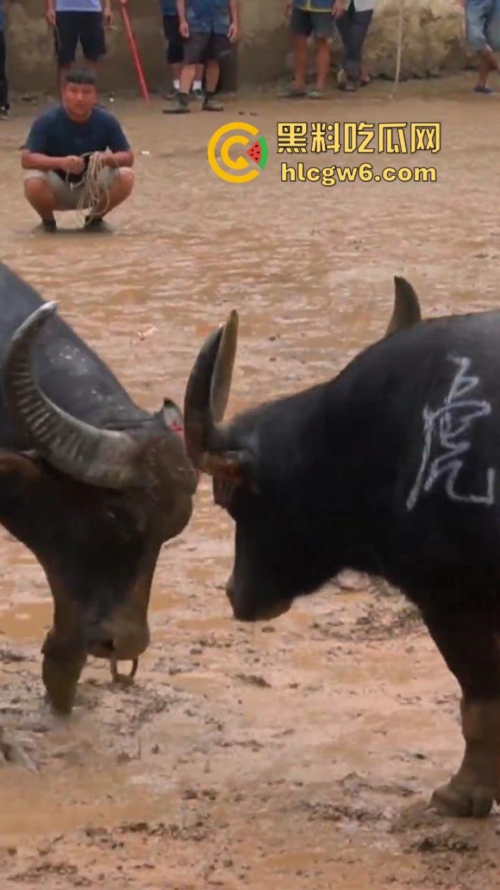 牛王陨落！贵州七十二寨斗牛王小山虎与神威大将军相撞同亡 残忍现场视频流出-10