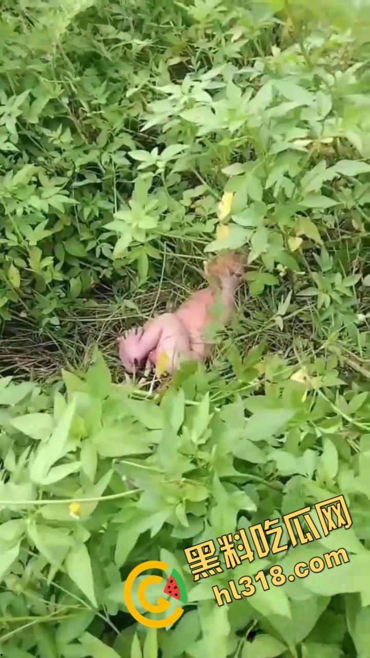 黑料正能量，福建福清市宏路公园发现一名弃婴，连脐带都没剪断，不幸中的万幸，得好心大娘救助！-3