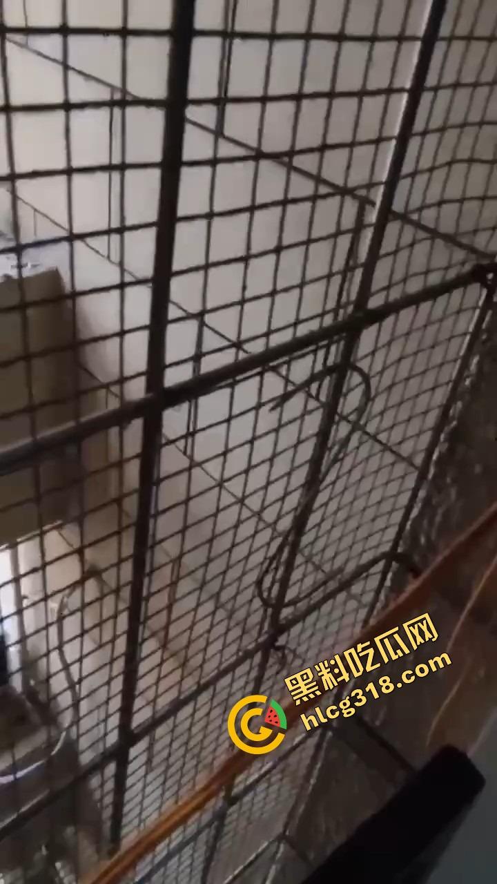 潍坊住户天天叫小姐，夜夜啪啪震天响，大半夜高潮惨叫像杀人，住户忍无可忍拍视频发物业群！-9