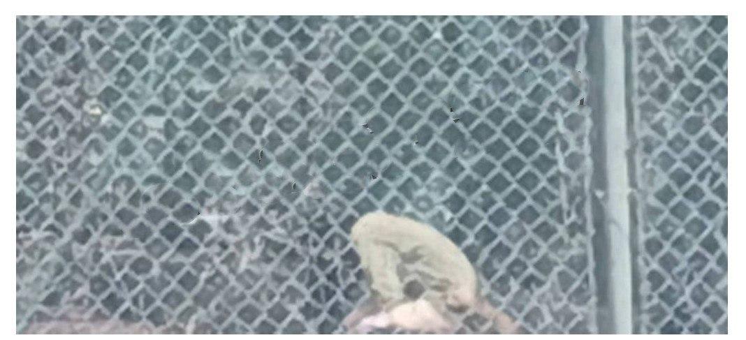 山东工程职业技术大学 情侣操场啪啪被偷拍 后被学生会带走-1