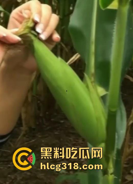 不是玉美都不放过吗！饥渴美女拿未采摘的新鲜玉米自慰，纯天然带颗粒感和高潮更配哦！-1
