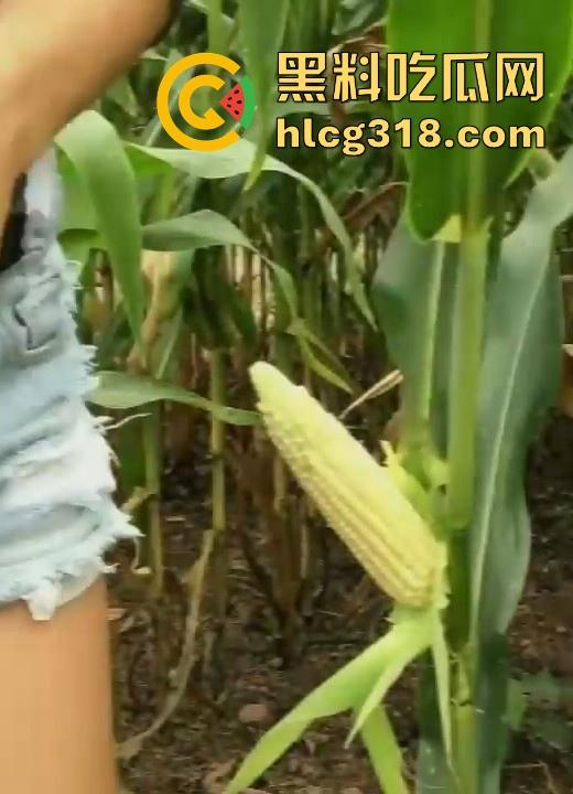 不是玉美都不放过吗！饥渴美女拿未采摘的新鲜玉米自慰，纯天然带颗粒感和高潮更配哦！-2