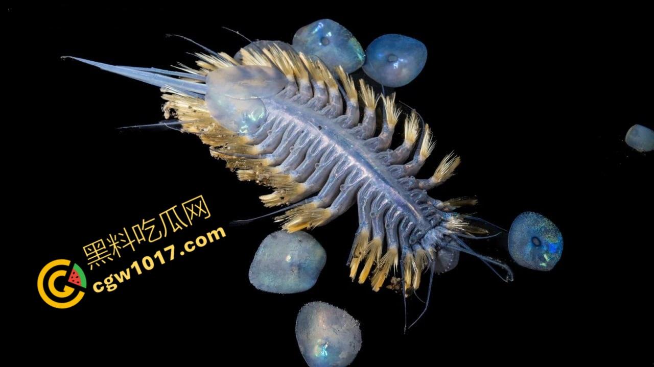 南极科考内部视频劲爆流出：30种未知致命生物！从“死亡之球”到“僵尸蠕虫”，史前病毒横行，足以令人毛骨悚然！-4