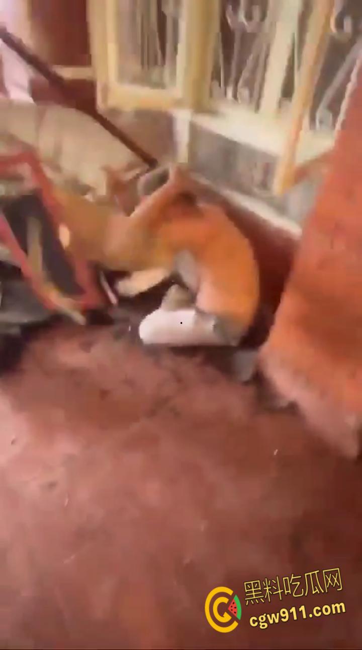 尼泊尔突发暴乱,前总理妻子在家中被民众放火烧死,财政部长被游街拖行,并被赶入河中殴打 !-3