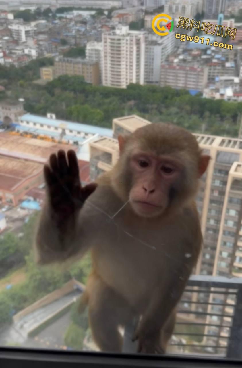 南宁龙光小区夜半惊现高层猴哥，飞檐走壁身手了得，消防员连夜在笼子周围放香蕉围捕，几次都让它溜走！-1