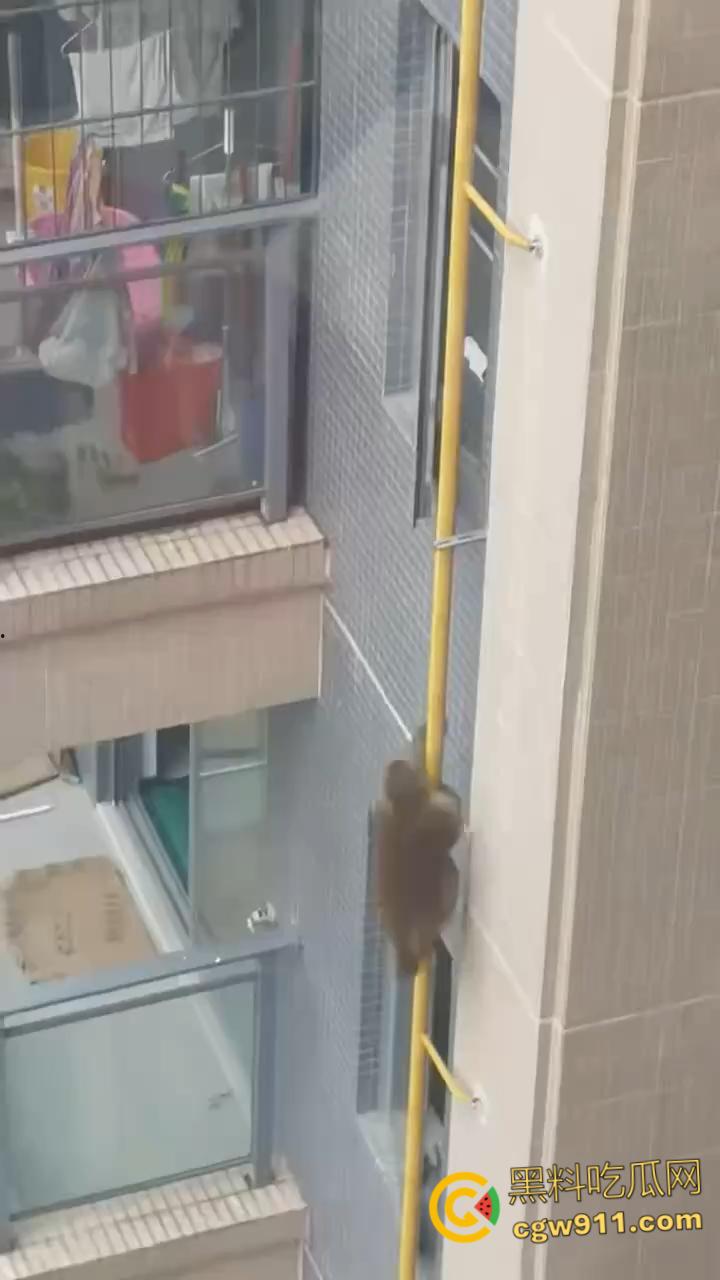 南宁龙光小区夜半惊现高层猴哥，飞檐走壁身手了得，消防员连夜在笼子周围放香蕉围捕，几次都让它溜走！-2