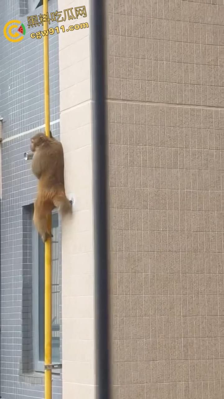 南宁龙光小区夜半惊现高层猴哥，飞檐走壁身手了得，消防员连夜在笼子周围放香蕉围捕，几次都让它溜走！-3