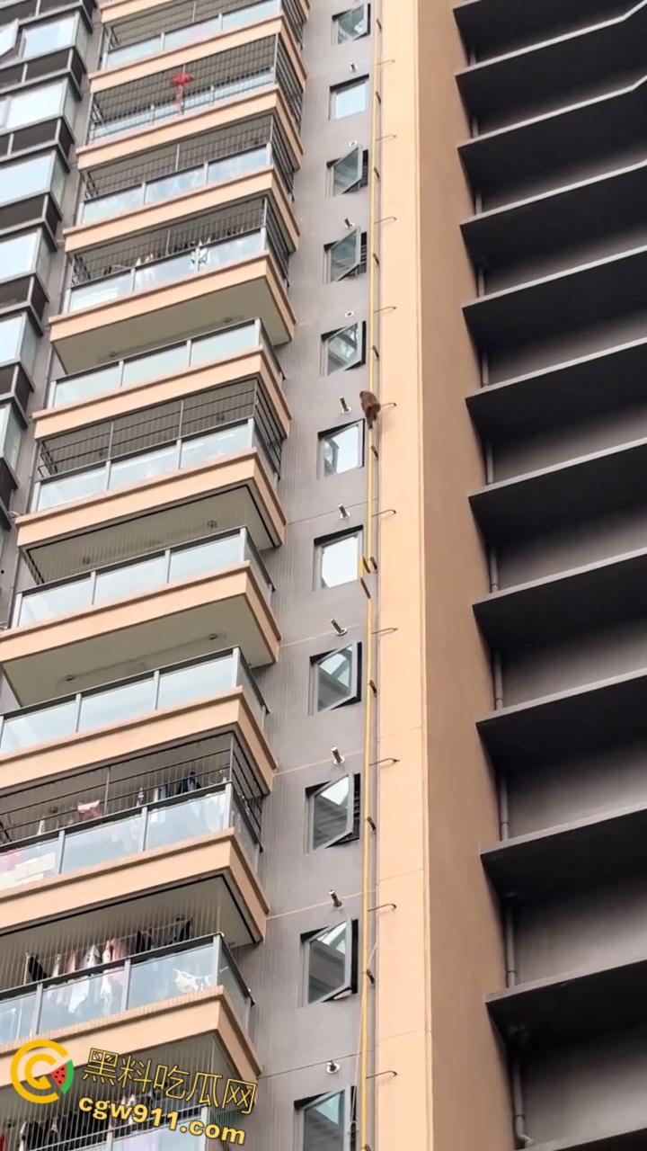 南宁龙光小区夜半惊现高层猴哥，飞檐走壁身手了得，消防员连夜在笼子周围放香蕉围捕，几次都让它溜走！-8