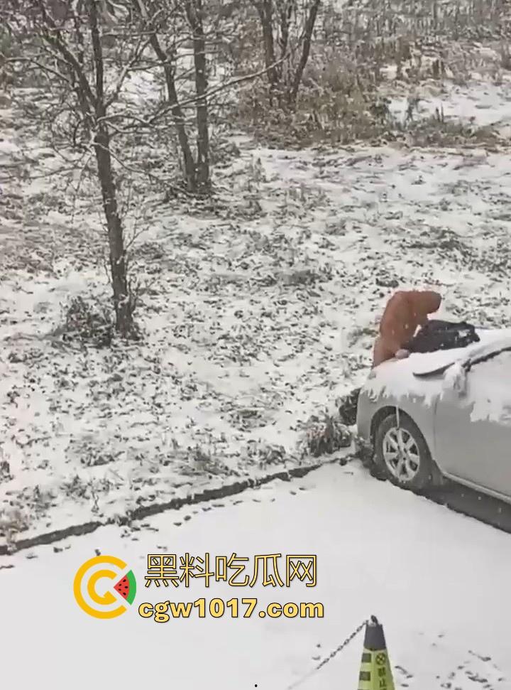 天寒地冻,大雪纷飞脱光户外开操引擎盖?冰雪热欲碰撞,性压抑爆棚狠人狂怼引擎盖,只能说是狠人!-5