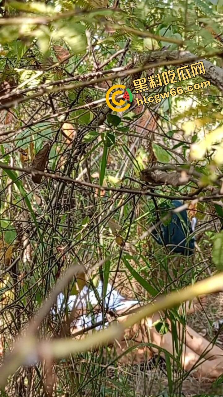 夏天的第一炮，小情侣树林野战开操果园大哥路过拍下全程，屁股抬得比桃子高，万物复苏逼也骚！-5