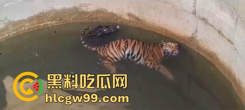 完达山一号再现？印度三哥野生老虎因追逃野猪双双落入水井，这次三哥不会趁老虎之危了吧！-2