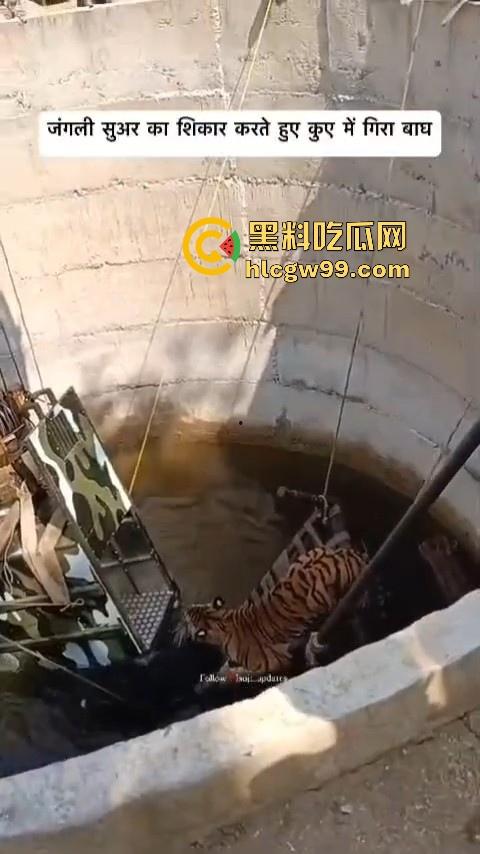 完达山一号再现？印度三哥野生老虎因追逃野猪双双落入水井，这次三哥不会趁老虎之危了吧！-5
