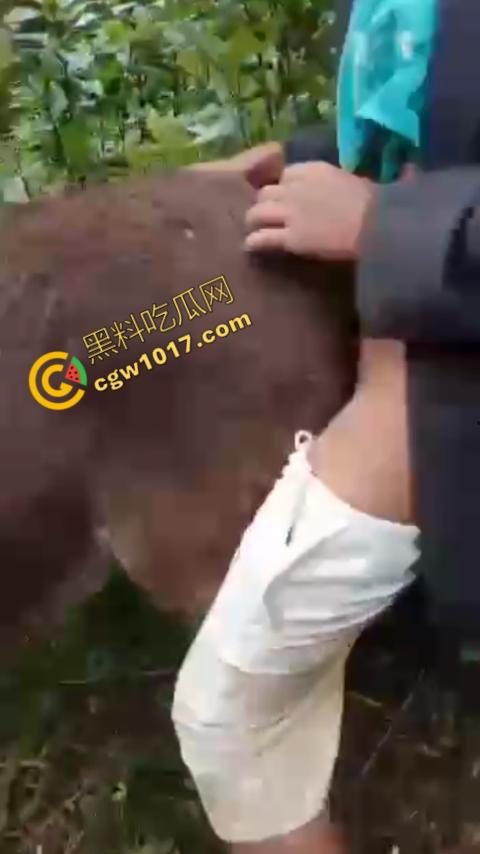 劲爆！国外男子大战骡子私拍震惊网络！阳光下奋力抽插，骡子吃草欢声不断，男子大屌进出嫩穴，友人拍摄更添刺激！-2