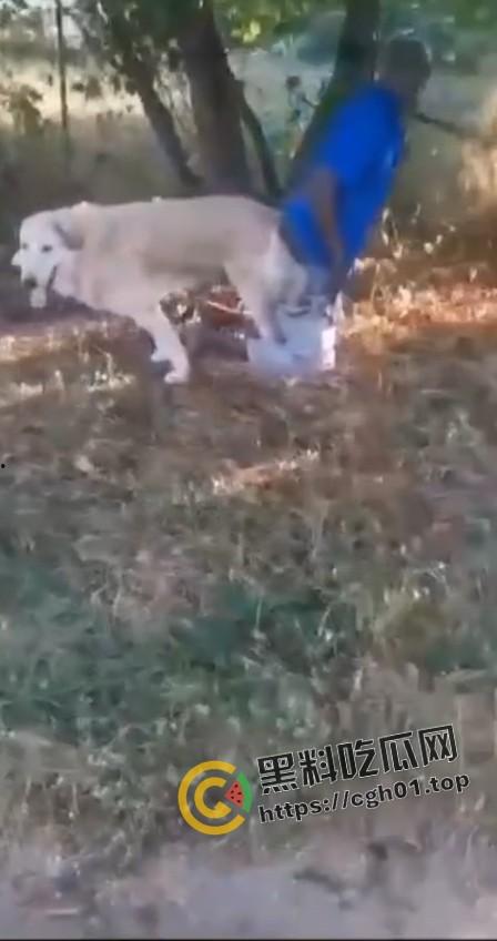 老尼哥被狗草了！这位黑大爷口味属实有点重啊-6