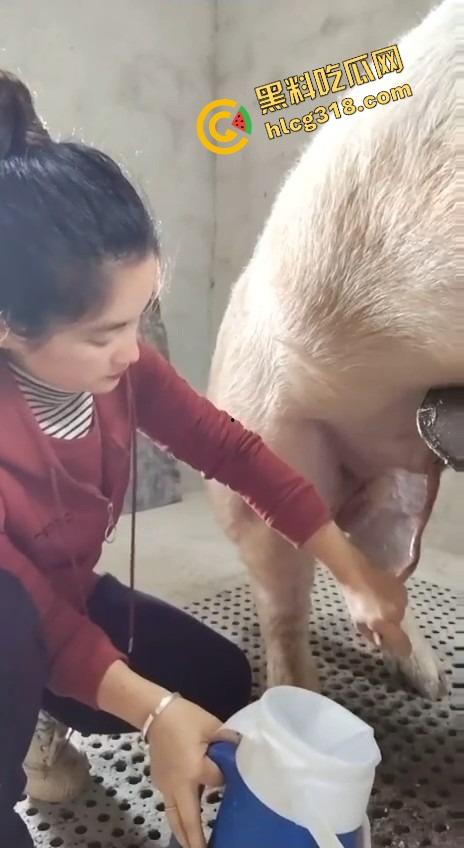 美女上岗第一天就被安排帮猪撸取精，手法娴熟动作老练，取精现场表情管理拉满-4