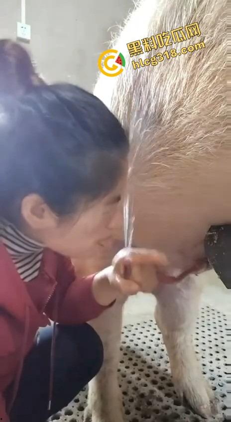 美女上岗第一天就被安排帮猪撸取精，手法娴熟动作老练，取精现场表情管理拉满-8