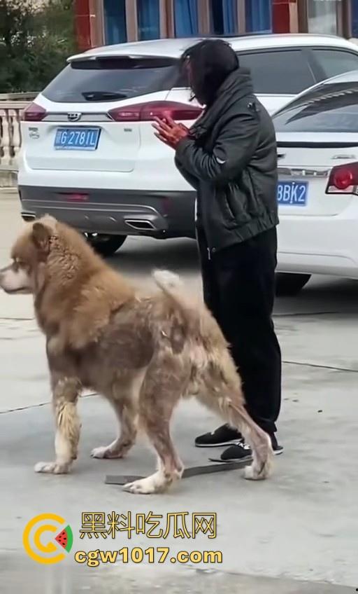 七年老狗反咬主人,不是虐待就突然发疯,满脸都是血,大型狗真恐怖,随后安排处死,这时候爱狗人士怎么不说话了!-5