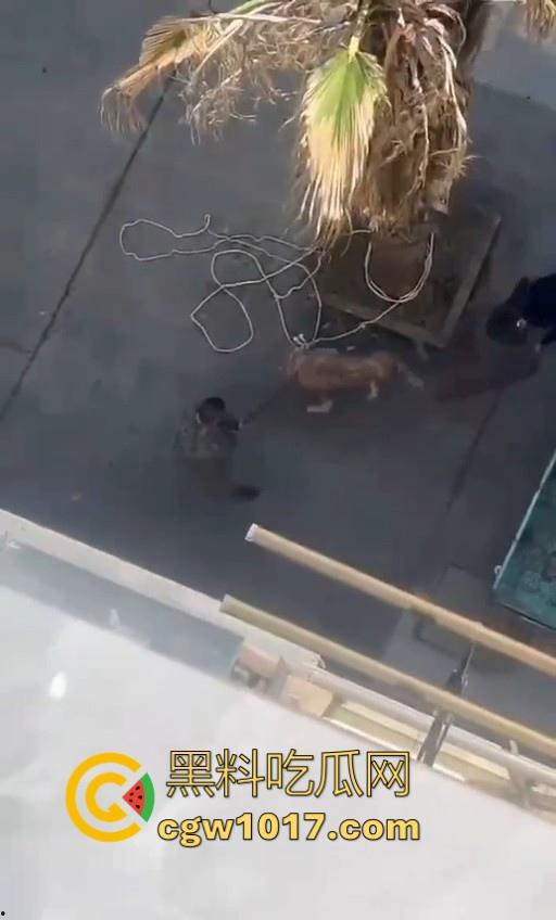 七年老狗反咬主人,不是虐待就突然发疯,满脸都是血,大型狗真恐怖,随后安排处死,这时候爱狗人士怎么不说话了!-6