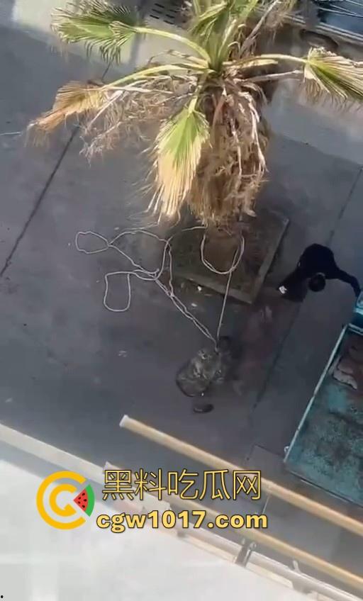 七年老狗反咬主人,不是虐待就突然发疯,满脸都是血,大型狗真恐怖,随后安排处死,这时候爱狗人士怎么不说话了!-7